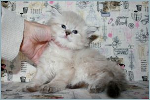 Female Siberian Kitten from Deedlebug Siberians